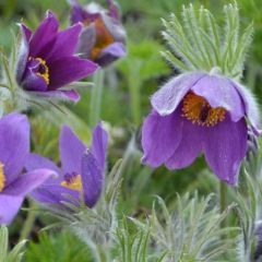 Pulsatilla vulgaris