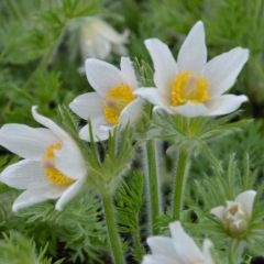 Pulsatilla vulgaris ‘Alba’