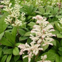 Rodgersia aesculifolia