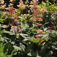 Rodgersia pinnata