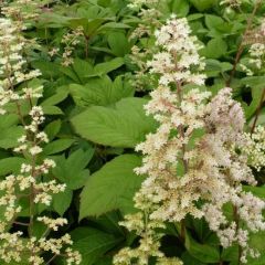 Rodgersia sambucifolia