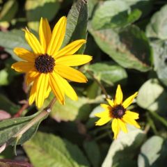 Rudbeckia fulgida ‘Goldsturm’