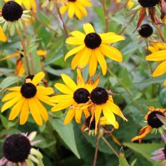 Rudbeckia fulgida deamii