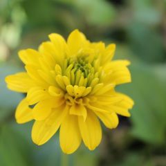 Rudbeckia laciniata ‘Goldquelle’