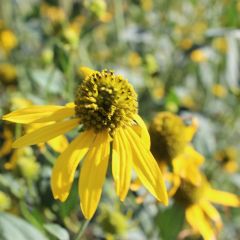 Rudbeckia nitida ‘Herbstsonne’