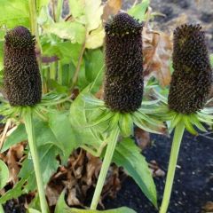 Rudbeckia occidentalis ‘Green Wizard’