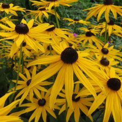 Rudbeckia subtomentosa