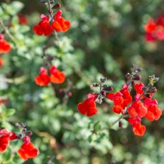 Salvia microphylla