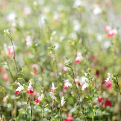 Salvia microphylla ‘Hot Lips’