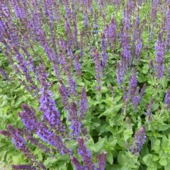 Salvia nemorosa ‘Blaukönigin’