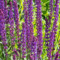 Salvia nemorosa ‘Caradonna’