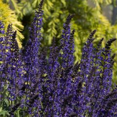 Salvia nemorosa ‘Mainacht’