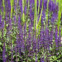 Salvia nemorosa ‘Ostfriesland’