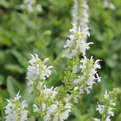 Salvia nemorosa ‘Schneehügel’