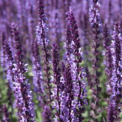 Salvia nemorosa 'Amethyst'