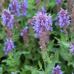 Salvia nemorosa 'Blauhügel'