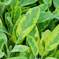 Salvia officinalis ‘Icterina’ (= ‘Aurea’)