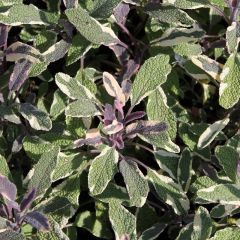 Salvia officinalis ‘Tricolor’