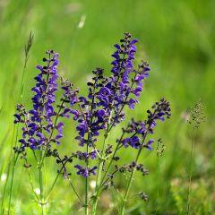 Salvia pratensis 