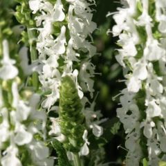 Salvia pratensis 'Swan Lake'