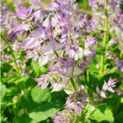 Salvia sclarea