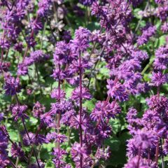 Salvia verticillata ‘Purple Rain’