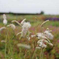 Sanguisorba tenuifolia 'Alba'