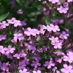 Saponaria ocymoides