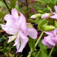 Saponaria officinalis ‘Rosea Plena’