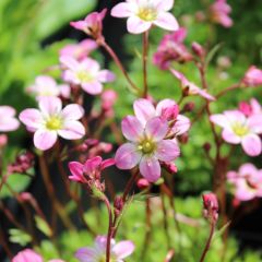 Saxifraga arendsii ‘Purpurteppich’