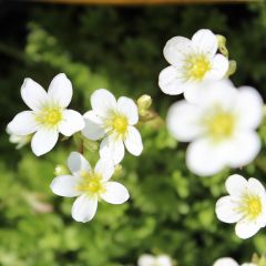 Saxifraga arendsii ‘Schneeteppich’