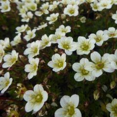 Saxifraga arendsii ‘White Pixie’