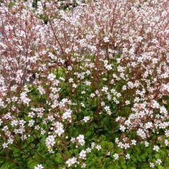 Saxifraga urbium ‘Variegata’