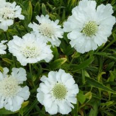 Scabiosa caucasica ‘Alba’