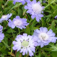 Scabiosa caucasica ‘Perfecta’