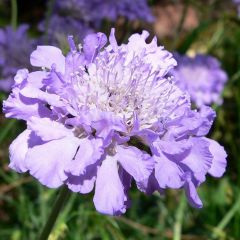 Scabiosa columbaria ‘Butterfly Blue’