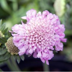 Scabiosa columbaria ‘Pink Mist’