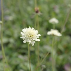 Scabiosa ochroleuca