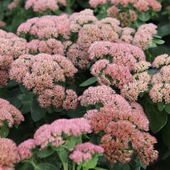 Sedum ‘Herbstfreude’