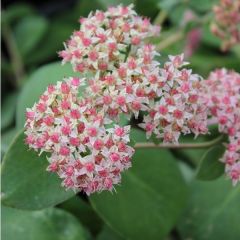 Sedum ‘Matrona’