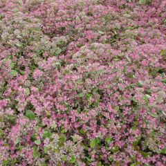 Sedum ‘Robustum’ (= 'Ruby Glow’)