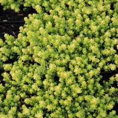 Sedum acre ‘Elegans’