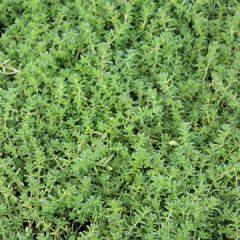 Sedum album ‘Coral Carpet’