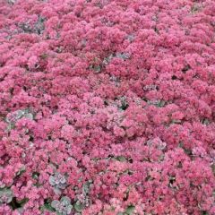 Sedum cauticola ‘Lidakense’