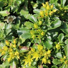 Sedum floriferum ‘Weihenstephaner Gold’