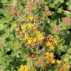 Sedum kamtschaticum ‘Variegatum’