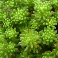 Sedum lydium