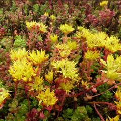 Sedum oreganum