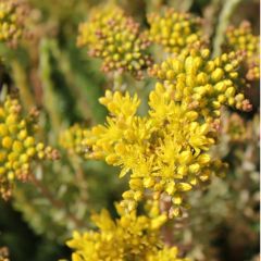 Sedum reflexum