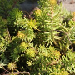 Sedum reflexum ‘Angelina’